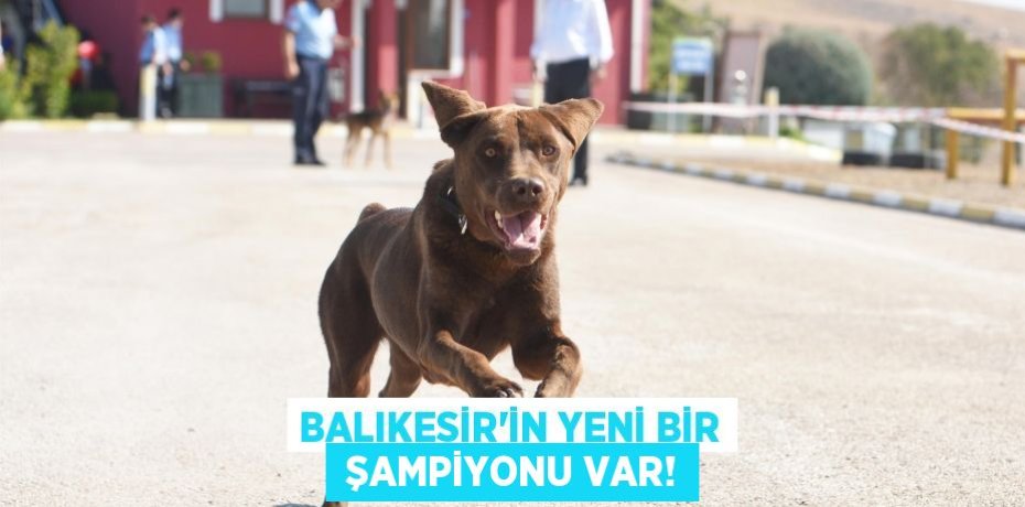 BALIKESİR’İN YENİ BİR  ŞAMPİYONU VAR!