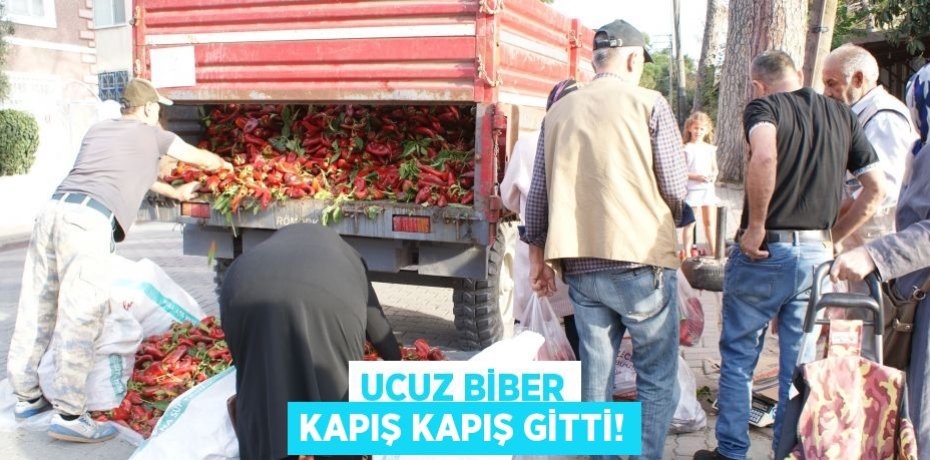 UCUZ BİBER KAPIŞ KAPIŞ GİTTİ!