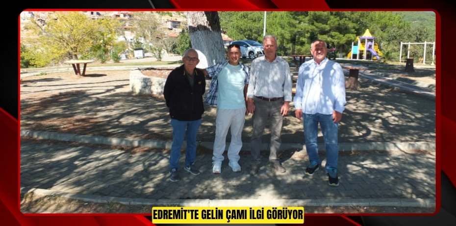 Edremit'te Gelin Çamı ilgi görüyor