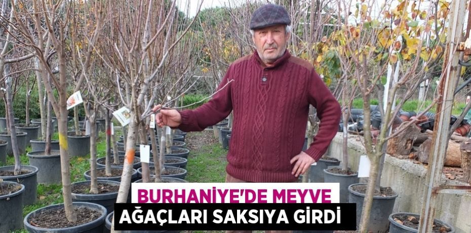 Burhaniye’de meyve ağaçları saksıya girdi 