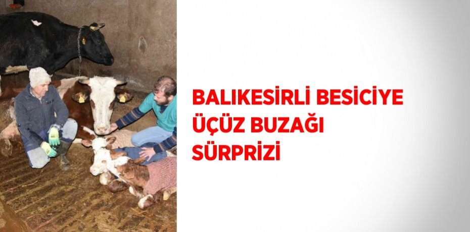 BALIKESİRLİ BESİCİYE ÜÇÜZ BUZAĞI SÜRPRİZİ