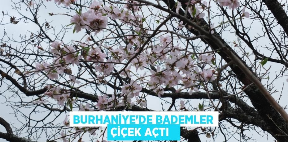 Burhaniye’de bademler çiçek açtı  