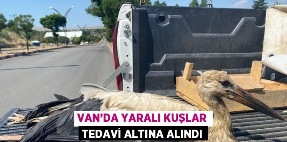 VAN’DA YARALI KUŞLAR TEDAVİ ALTINA ALINDI