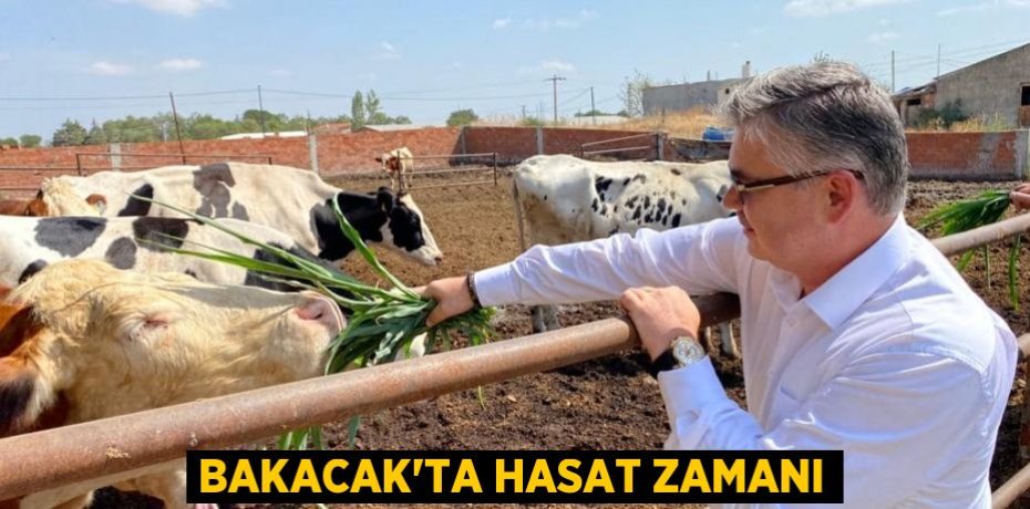 Bakacak'ta hasat zamanı
