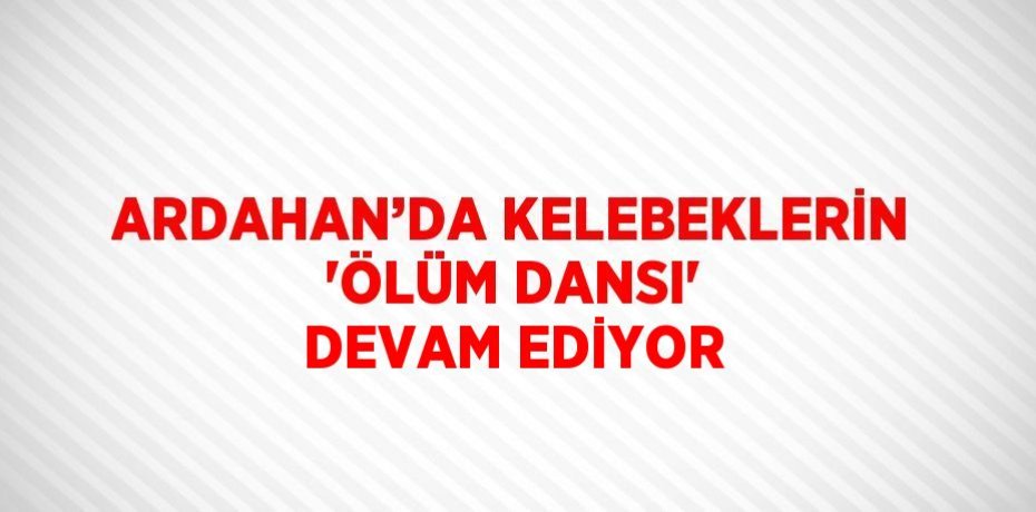 ARDAHAN’DA KELEBEKLERİN 'ÖLÜM DANSI' DEVAM EDİYOR