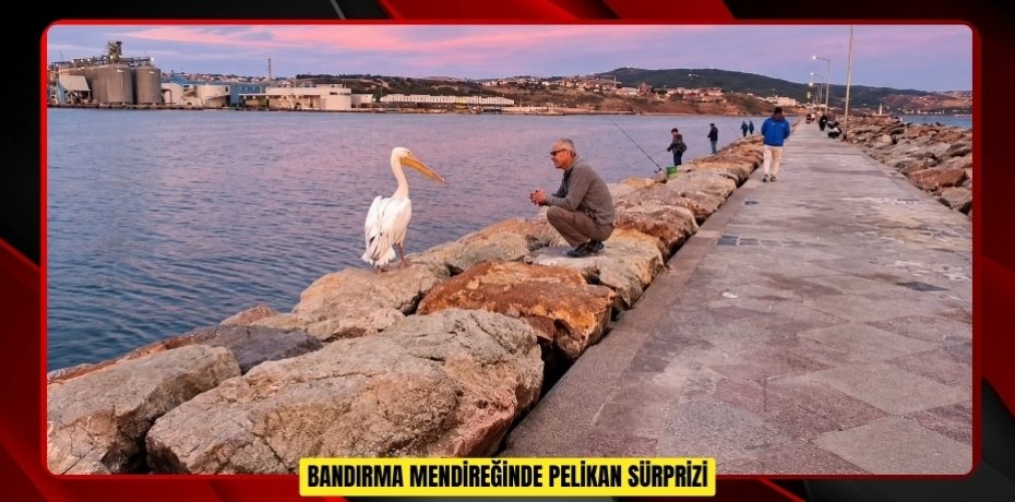 Bandırma mendireğinde pelikan sürprizi  