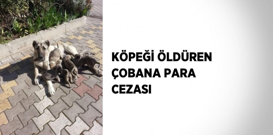 KÖPEĞİ ÖLDÜREN ÇOBANA PARA CEZASI