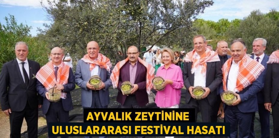 Ayvalık zeytinine uluslararası festival hasatı