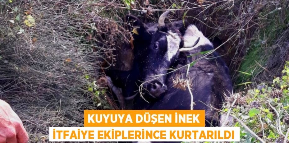 KUYUYA DÜŞEN İNEK İTFAİYE EKİPLERİNCE KURTARILDI