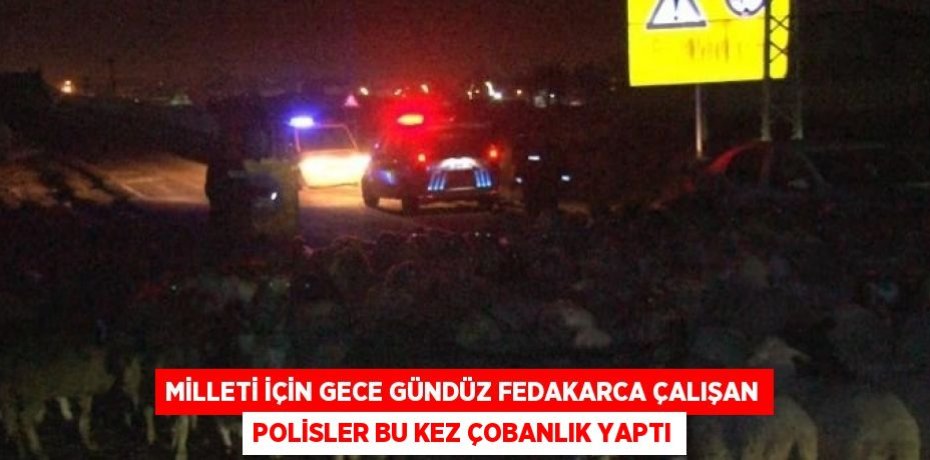 MİLLETİ İÇİN GECE GÜNDÜZ FEDAKARCA ÇALIŞAN POLİSLER BU KEZ ÇOBANLIK YAPTI