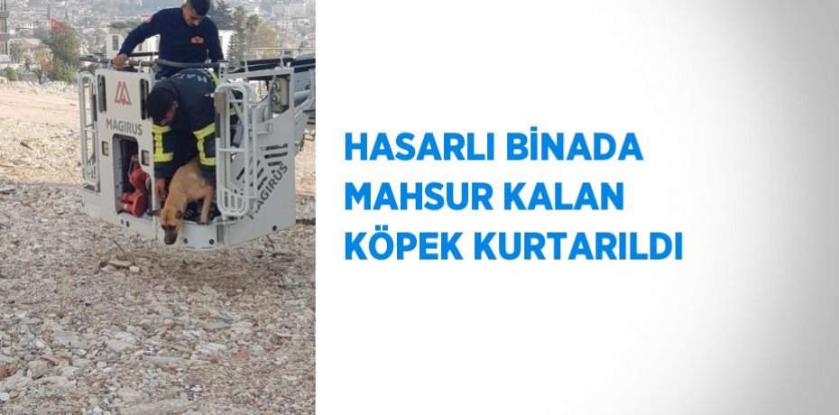 HASARLI BİNADA MAHSUR KALAN KÖPEK KURTARILDI