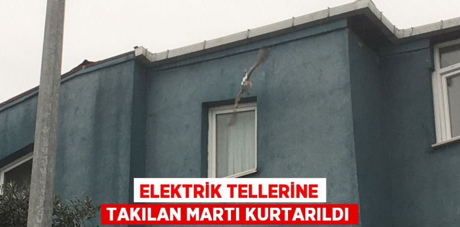 Elektrik tellerine takılan martı kurtarıldı