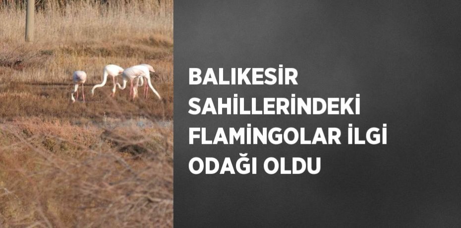 BALIKESİR SAHİLLERİNDEKİ FLAMİNGOLAR İLGİ ODAĞI OLDU