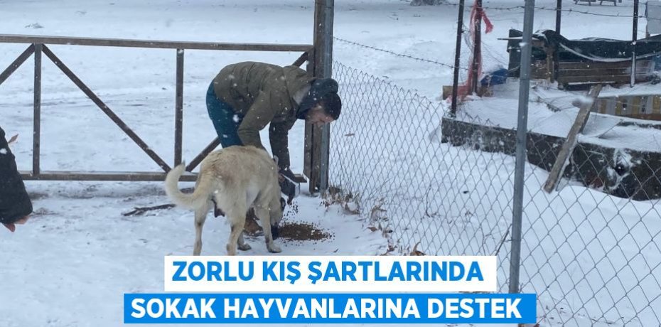 Zorlu kış şartlarında sokak hayvanlarına destek