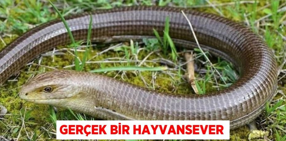 Gerçek bir hayvansever