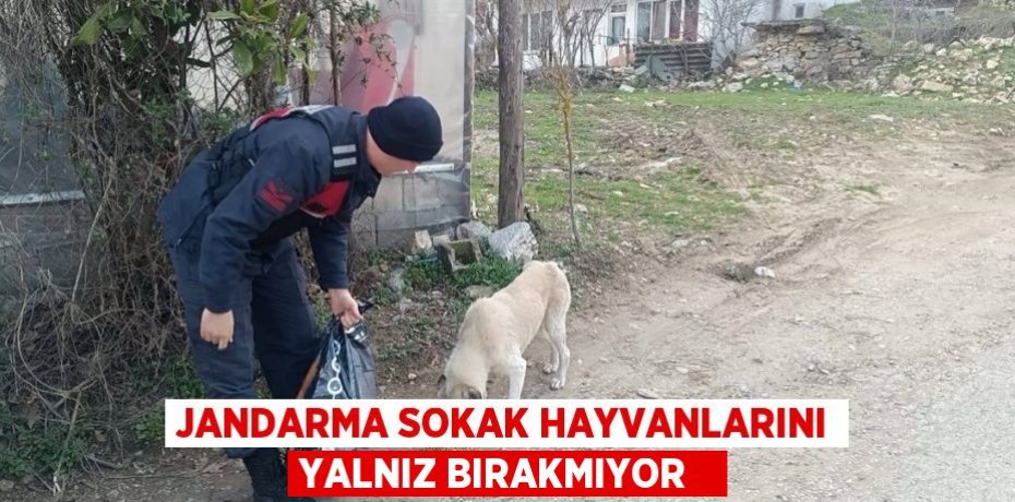 Jandarma sokak hayvanlarını yalnız bırakmıyor  