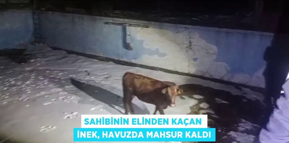 SAHİBİNİN ELİNDEN KAÇAN İNEK, HAVUZDA MAHSUR KALDI