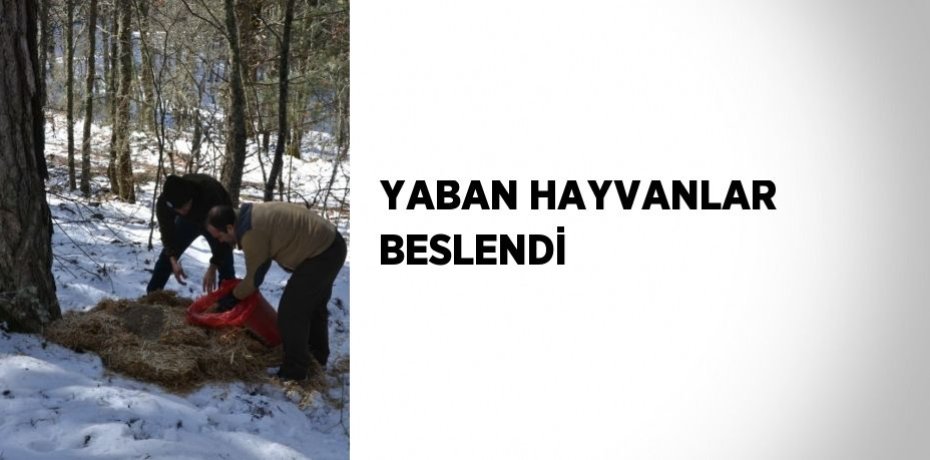 YABAN HAYVANLAR BESLENDİ
