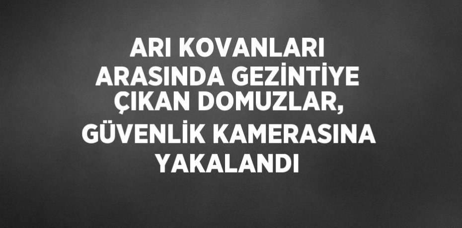 ARI KOVANLARI ARASINDA GEZİNTİYE ÇIKAN DOMUZLAR, GÜVENLİK KAMERASINA YAKALANDI