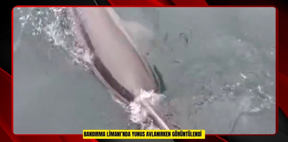 Bandırma Limanı’nda yunus avlanırken görüntülendi  