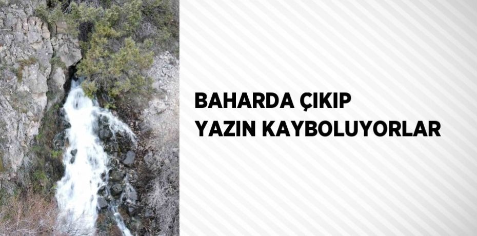 BAHARDA ÇIKIP YAZIN KAYBOLUYORLAR