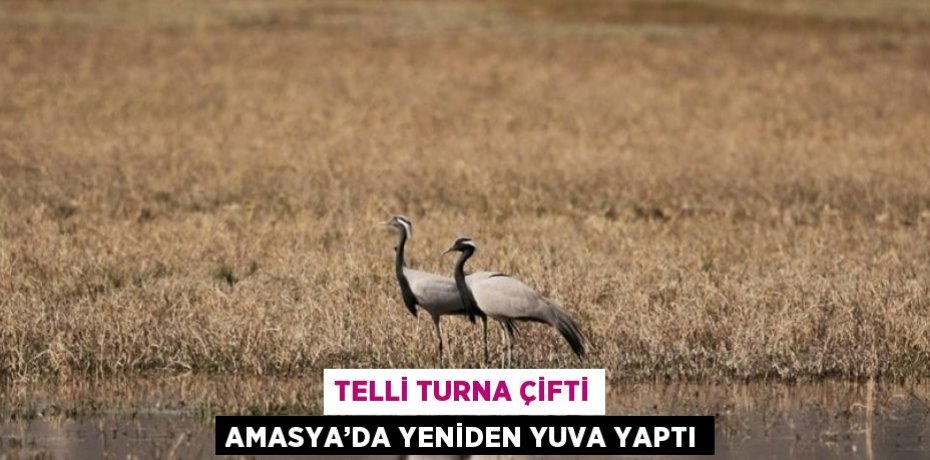 TELLİ TURNA ÇİFTİ AMASYA’DA YENİDEN YUVA YAPTI