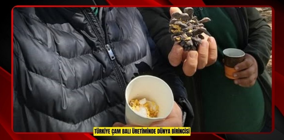 Türkiye çam balı üretiminde dünya birincisi  