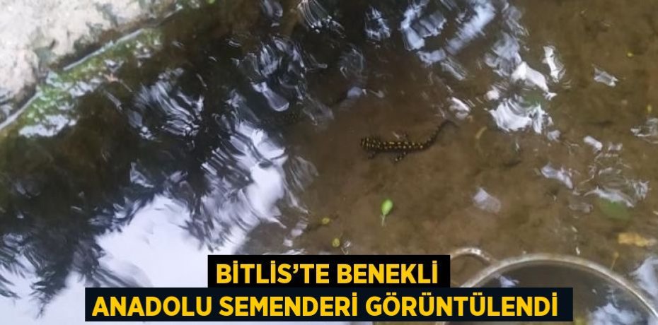 BİTLİS’TE BENEKLİ ANADOLU SEMENDERİ GÖRÜNTÜLENDİ