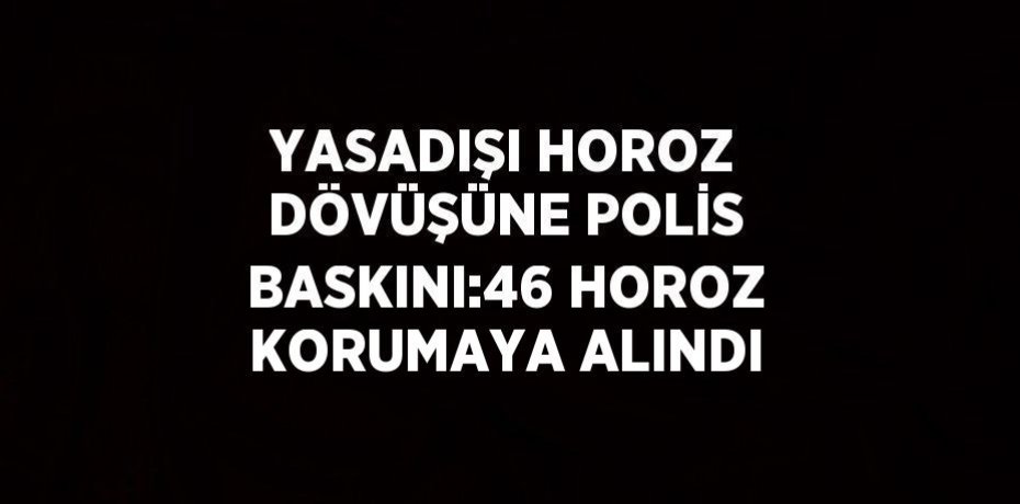 YASADIŞI HOROZ DÖVÜŞÜNE POLİS BASKINI:46 HOROZ KORUMAYA ALINDI