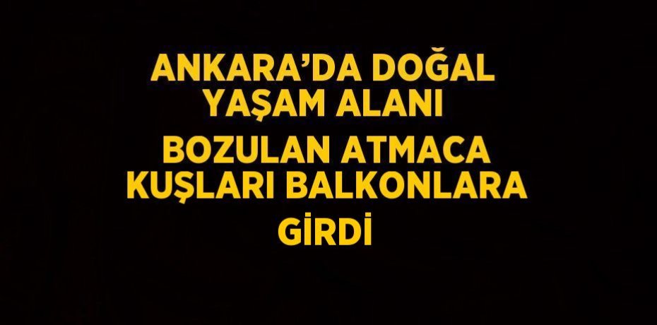 ANKARA’DA DOĞAL YAŞAM ALANI BOZULAN ATMACA KUŞLARI BALKONLARA GİRDİ