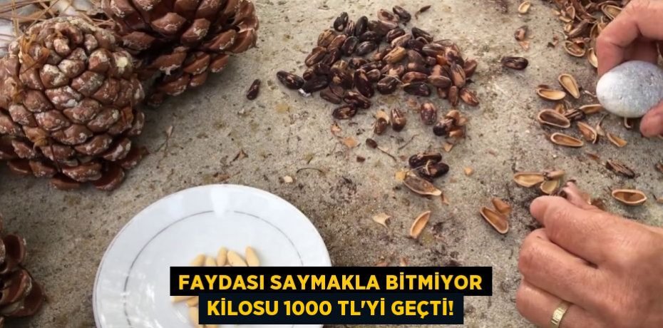 FAYDASI SAYMAKLA BİTMİYOR KİLOSU 1000 TL’Yİ GEÇTİ!