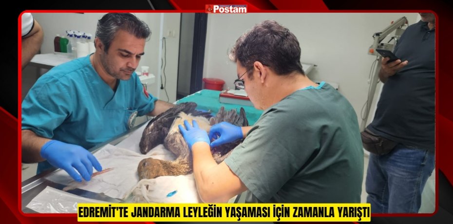 Edremit'te jandarma leyleğin yaşaması için zamanla yarıştı