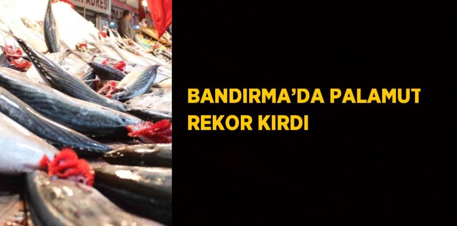 BANDIRMA’DA PALAMUT REKOR KIRDI