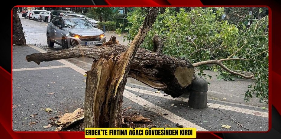 Erdek’te fırtına ağacı gövdesinden kırdı  