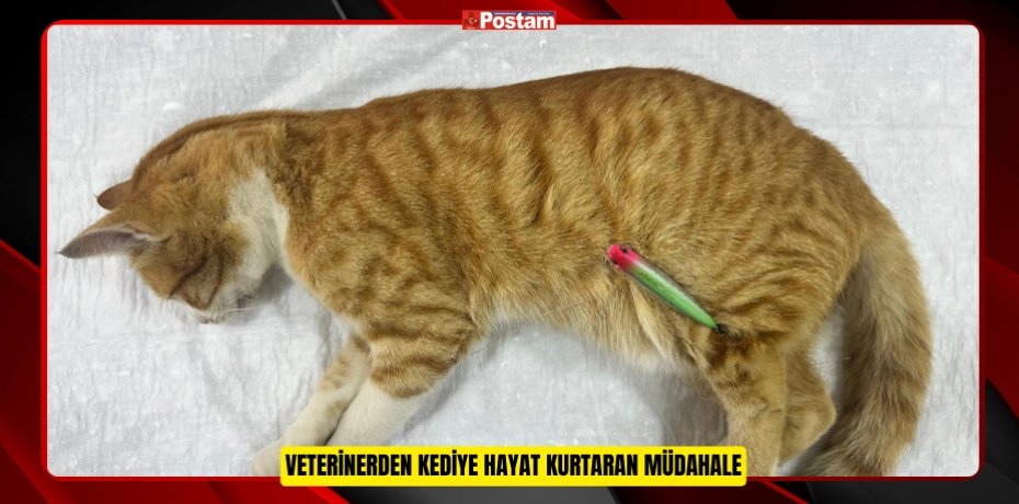 VETERİNERDEN KEDİYE HAYAT KURTARAN MÜDAHALE