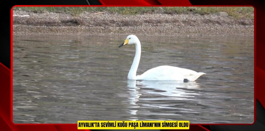 Ayvalık'ta sevimli kuğu Paşa Limanı'nın simgesi oldu