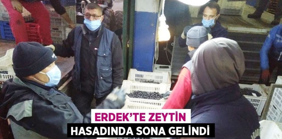 ERDEK’TE ZEYTİN HASADINDA SONA GELİNDİ
