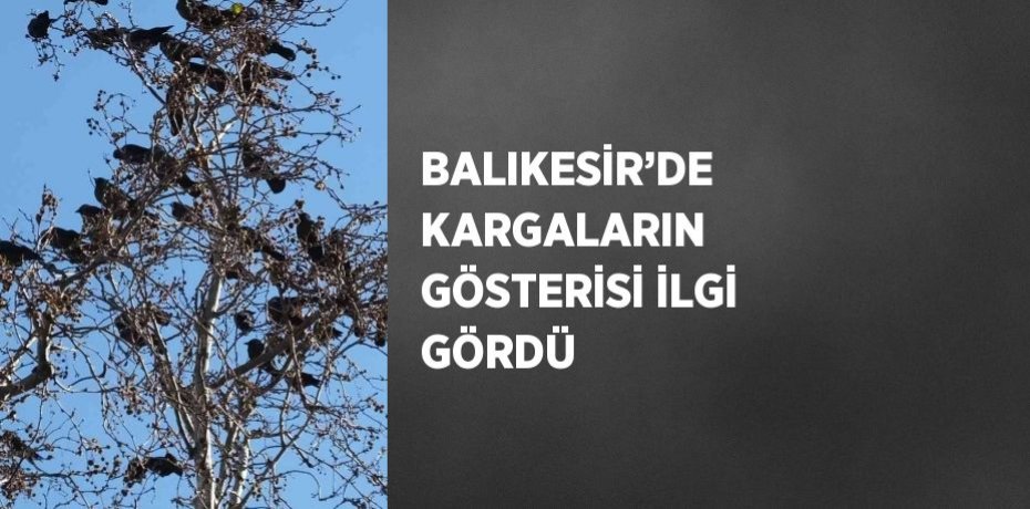 BALIKESİR’DE KARGALARIN GÖSTERİSİ İLGİ GÖRDÜ