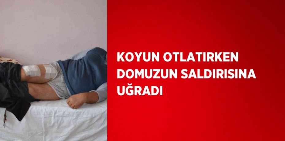 KOYUN OTLATIRKEN DOMUZUN SALDIRISINA UĞRADI