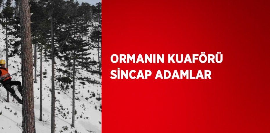 ORMANIN KUAFÖRÜ SİNCAP ADAMLAR