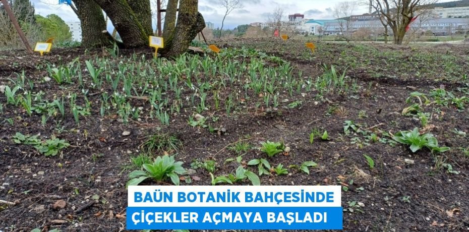 Baün botanik bahçesinde çiçekler açmaya başladı  