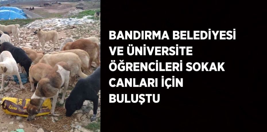 BANDIRMA BELEDİYESİ VE ÜNİVERSİTE ÖĞRENCİLERİ SOKAK CANLARI İÇİN BULUŞTU