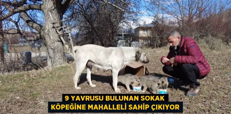 9 YAVRUSU BULUNAN SOKAK KÖPEĞİNE MAHALLELİ SAHİP ÇIKIYOR