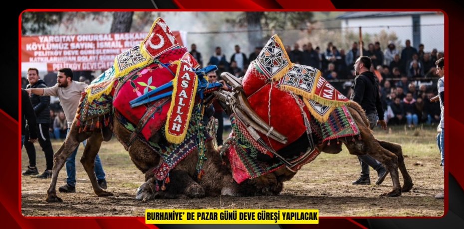 Burhaniye’ de Pazar günü deve güreşi yapılacak