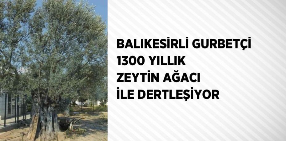 BALIKESİRLİ GURBETÇİ 1300 YILLIK ZEYTİN AĞACI İLE DERTLEŞİYOR
