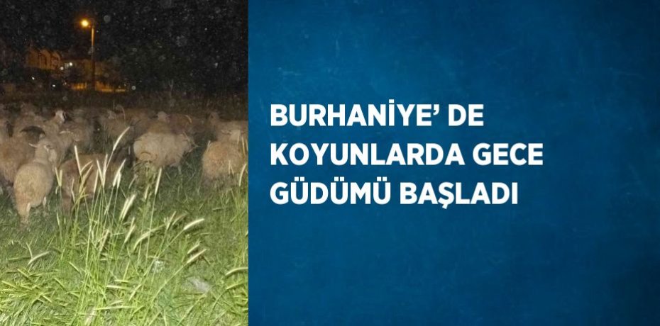 BURHANİYE’ DE KOYUNLARDA GECE GÜDÜMÜ BAŞLADI