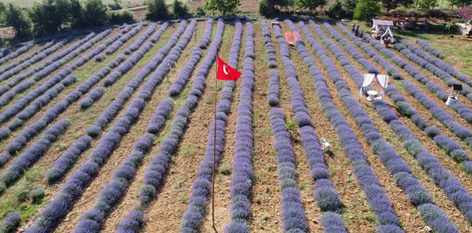 Mor tarlaların hanımağaları