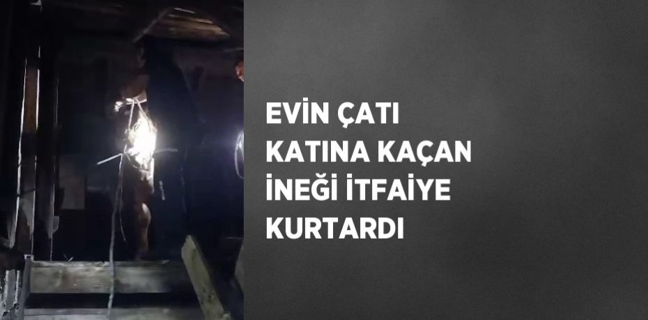 EVİN ÇATI KATINA KAÇAN İNEĞİ İTFAİYE KURTARDI