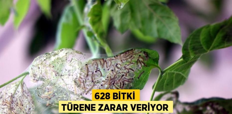 628 BİTKİ TÜRENE ZARAR VERİYOR