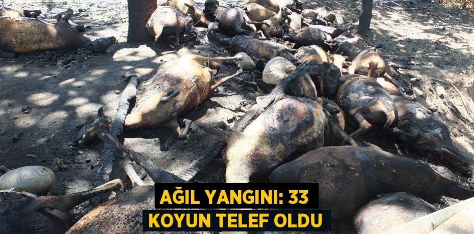 Ağıl yangını: 33 koyun telef oldu